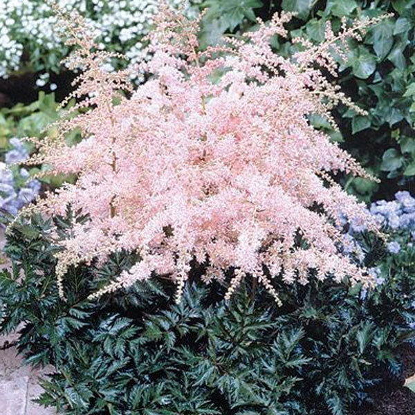 Astilbe 'Pink Lightning' - 2 Gallon