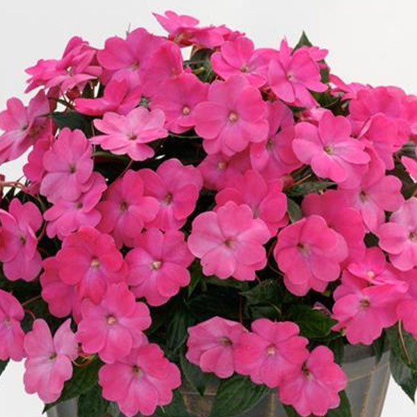 SunPatiens® Compact Hot Pink - 5" Pot