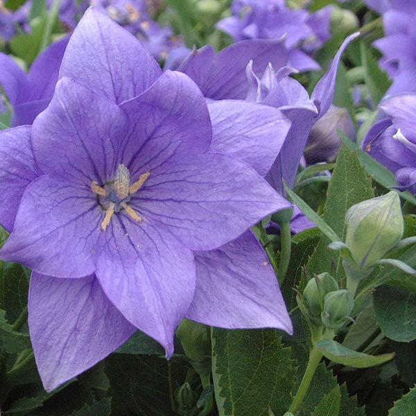 Platycodon 'Astra Blue'