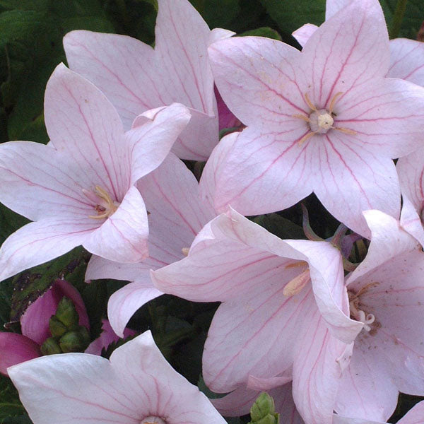 Platycodon 'Astra Pink'