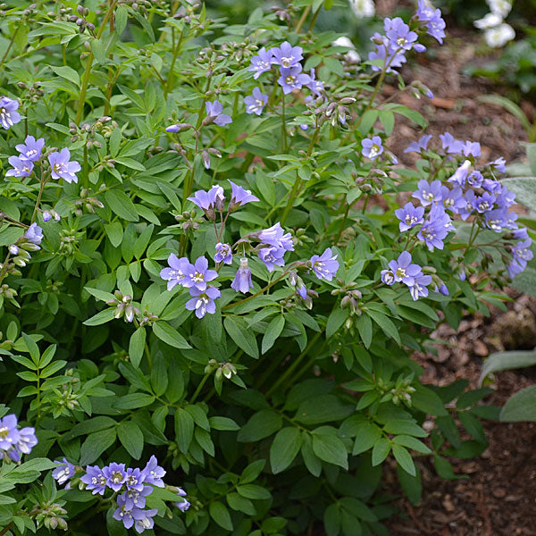 Polemonium Jacobs Ladder