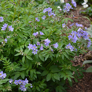 Polemonium Jacobs Ladder - 1 Gallon Pot