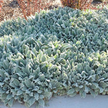 Load image into Gallery viewer, Stachys byzantina &#39;Silver Carpet&#39; - 2 Gallon Pot

