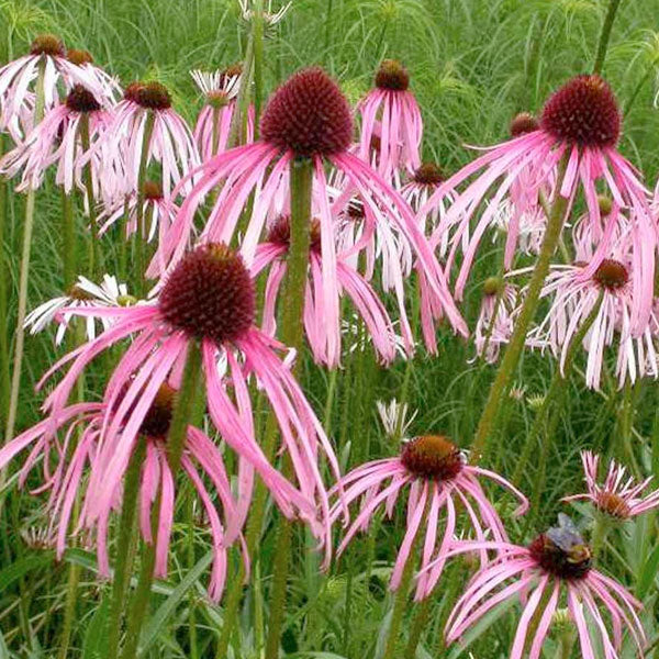 Echinacea pallida