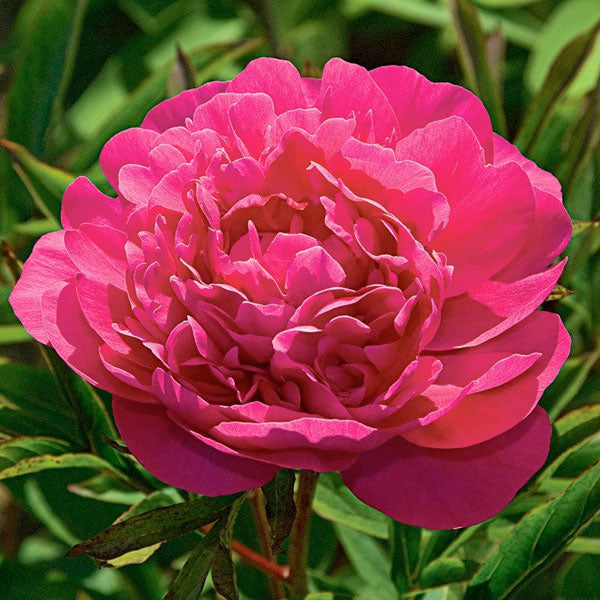 Peony 'Kansas' - 2 Gallon Pot