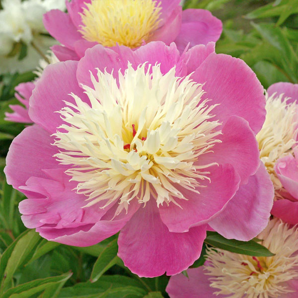 Peony 'Bowl of Beauty' - 2 Gallon Pot