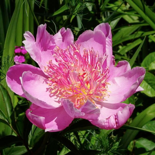 Peony 'Petite Renee' - 2 Gallon Pot