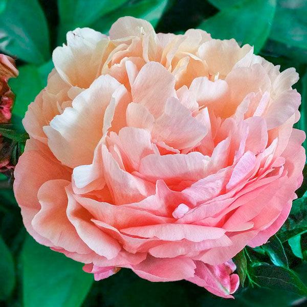 Peony 'Pink Hawaiian Coral' - 2 Gallon Pot