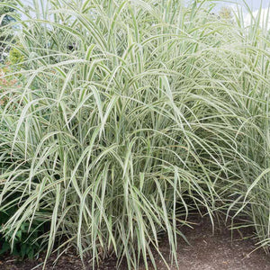 Miscanthus 'Cosmopolitan' - 3 Gallon Pot