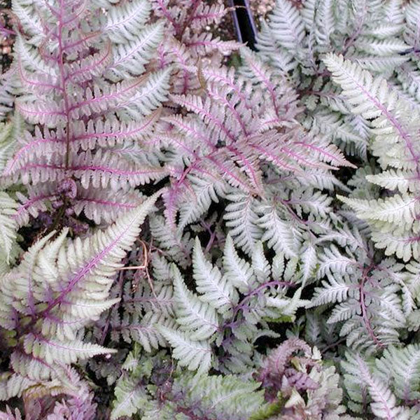 Fern Japanese Painted Regal Red - 2 Gallon