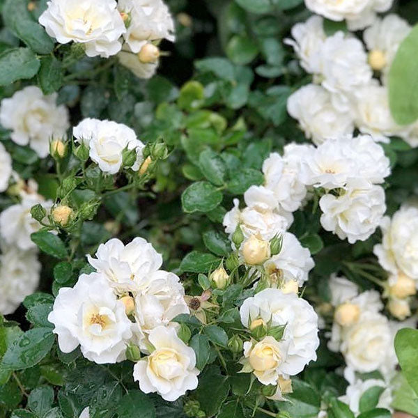 Rosa Drift 'Popcorn'