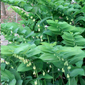 Polygonatum commutatum - 1 Gallon Pot