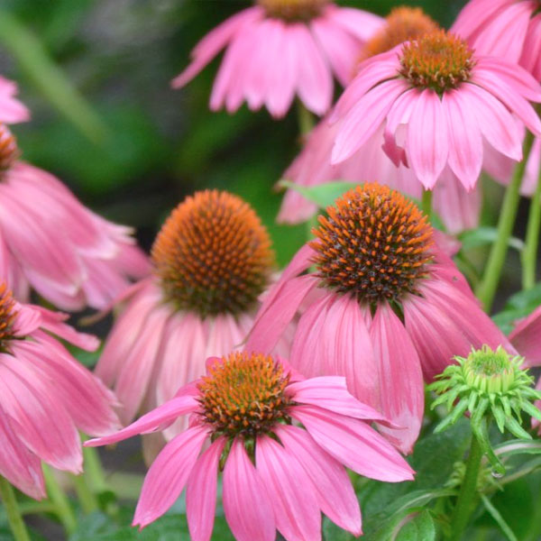 Echinacea 'PowWow Wild Berry' - 2 Gallon Pot