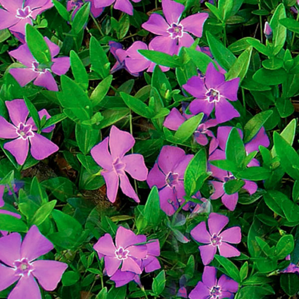 Vinca Minor 'Atropurpurea' - Periwinkle Ground Cover - Perennial -1 Gallon