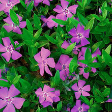 Load image into Gallery viewer, Vinca Minor &#39;Atropurpurea&#39; - Periwinkle Ground Cover - Perennial -1 Gallon
