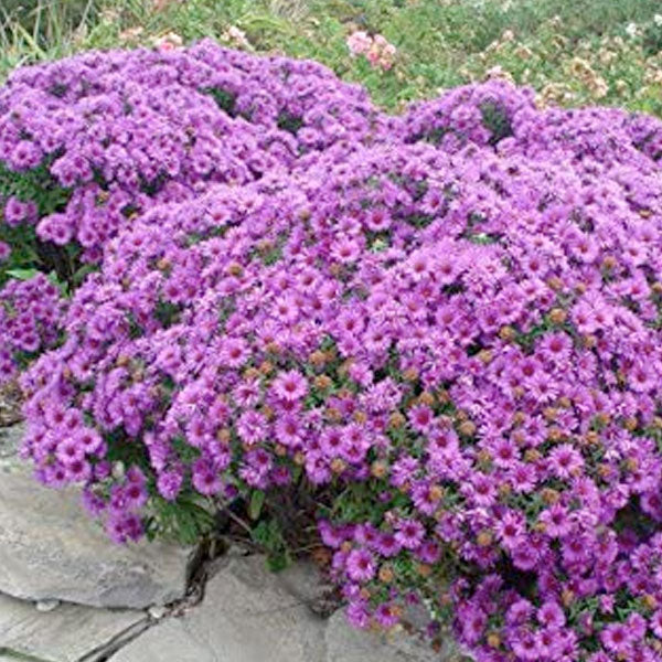 Aster novae-angliae 'Purple Dome' - 2 Gallon
