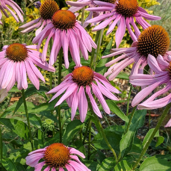 Echinacea Prairie Splendor - Large Coneflower - Perennial - 2 Gallon