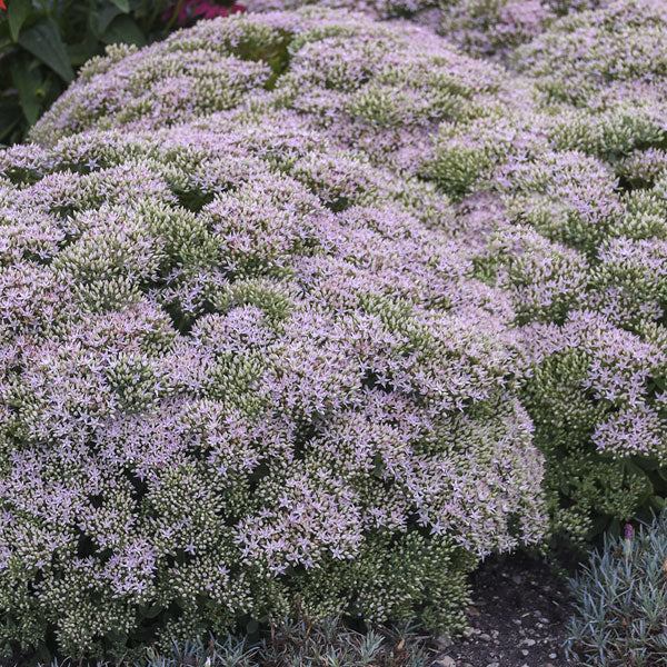 Sedum 'Pure Joy' - 2 Gallon Pot
