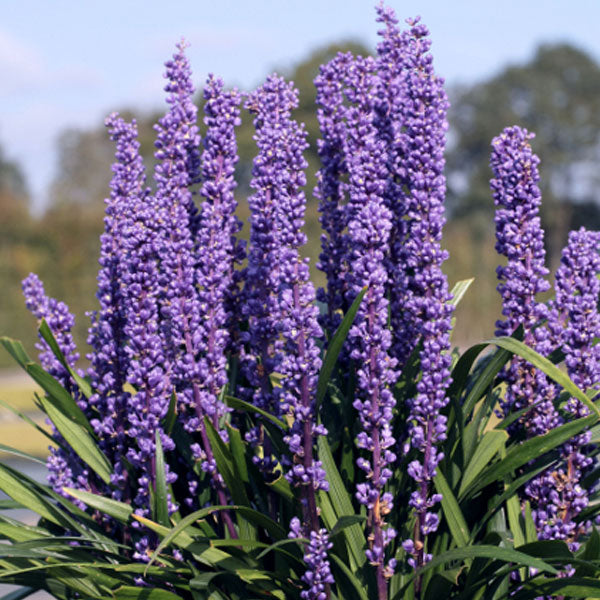 Liriope 'Purple Explosion'