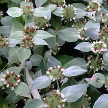 Load image into Gallery viewer, Pycnanthemum muticum
