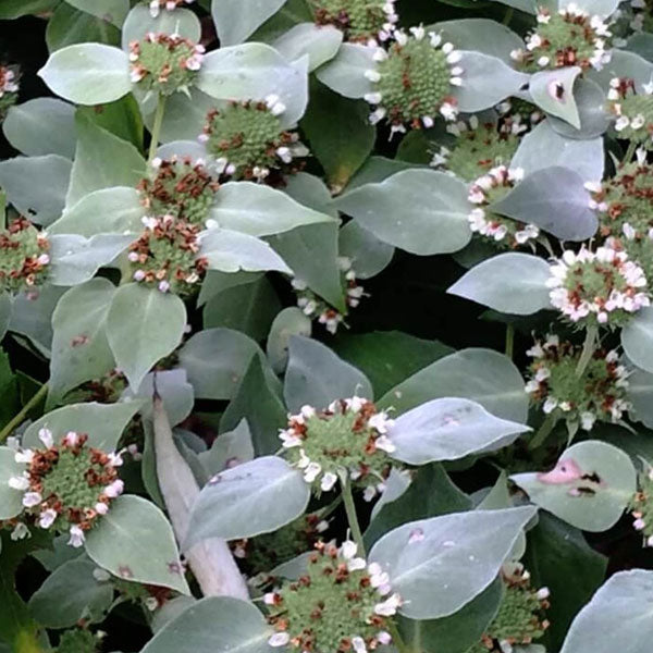 Pycnanthemum muticum - 2 Gallon Pot