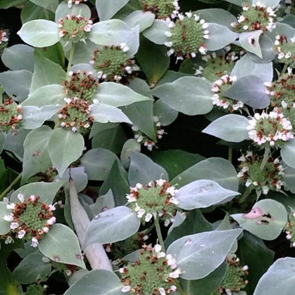 Pycnanthemum muticum