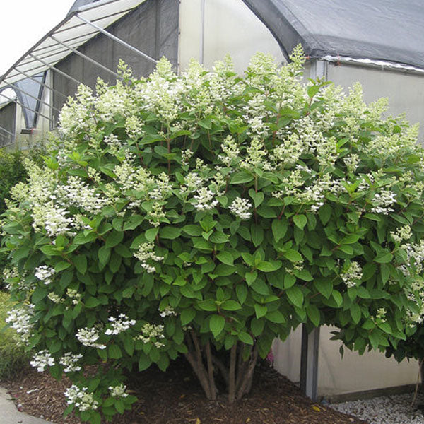 Hydrangea paniculata 'Quick Fire'® - 3 Gallon Pot