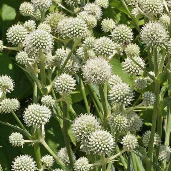 Eryngium yuccifolium - Rattlesnake Master - 2 Gallon Pot