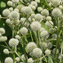 Load image into Gallery viewer, Eryngium yuccifolium - Rattlesnake Master - 2 Gallon Pot

