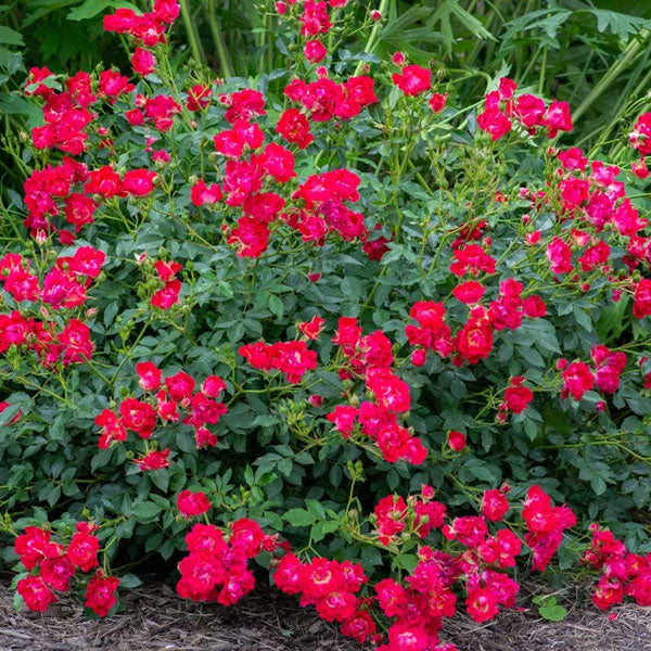 Rosa Drift 'Red'