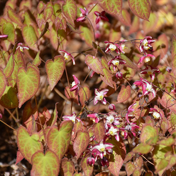 Epimedium rubrum - 1 Gallon