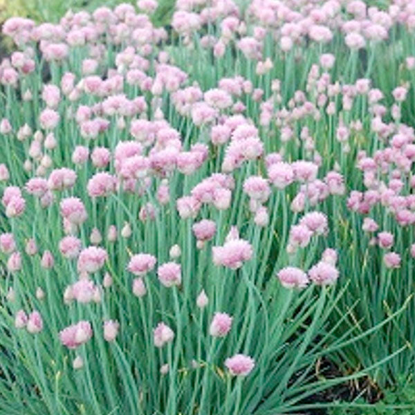 Allium 'Rising Star' - 1 Gallon Pot