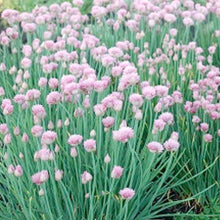 Load image into Gallery viewer, Allium &#39;Rising Star&#39; - 1 Gallon Pot
