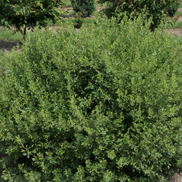 Rhus aromatica 'Lacette' - 3 Gallon Pot