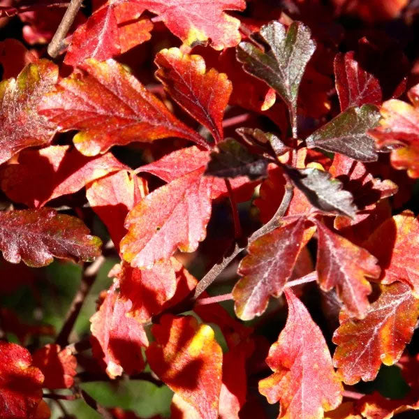 Rhus aromatica 'Lacette' - 3 Gallon Pot