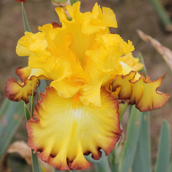 Iris germanica 'Rim of Fire' - 1 Gallon Pot