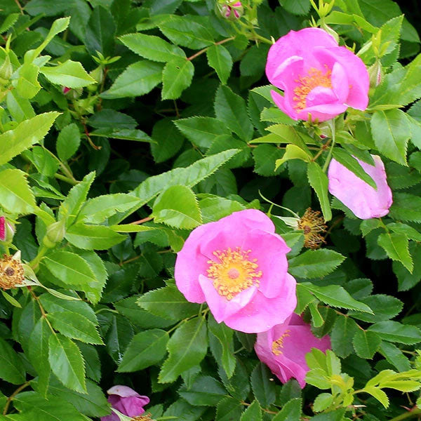 Rosa virginiana - 3 Gallon Pot