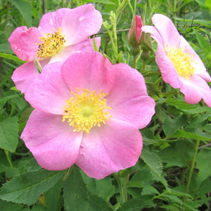 Rosa carolina - 3 Gallon Pot