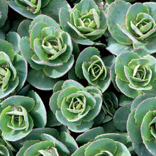 Load image into Gallery viewer, Sedum &#39;Rosetta&#39; - 2 Gallon Pot
