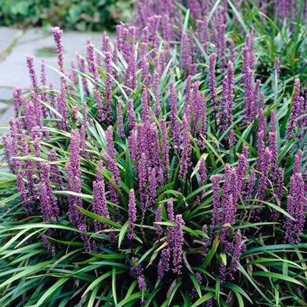 Liriope 'Royal Purple' - 1 Gallon Pot