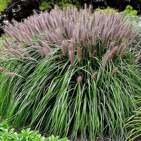 Pennisetum 'Red Head'