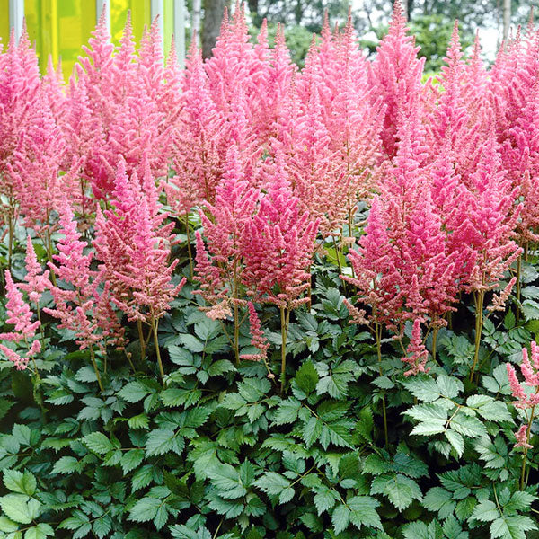 Astilbe 'Rheinland' - 2 Gallon