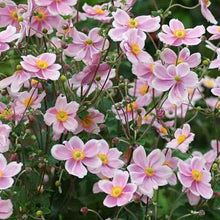 Load image into Gallery viewer, Anemone &#39;Robustissima&#39; - 2 Gallon Pot
