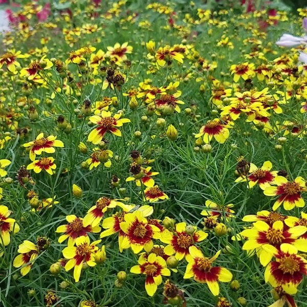 Coreopsis verticillata ‘Route 66' - 2 Gallon Pot