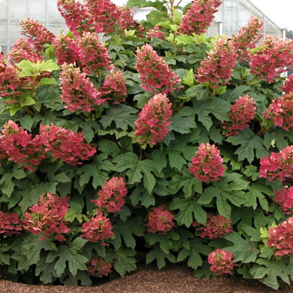 Hydrangea quercifolia 'Ruby Slippers - 3 Gallon Pot
