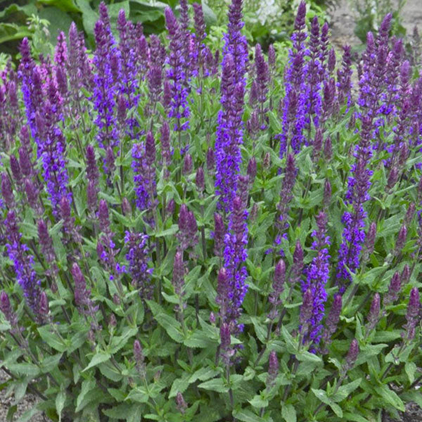 Salvia nemorosa 'Blue Hill' - 2 Gallon Pot