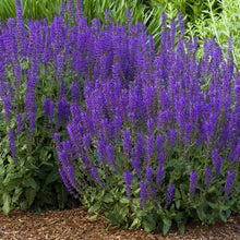 Load image into Gallery viewer, Salvia nemorosa &#39;May Night&#39; - 2 Gallon Pot

