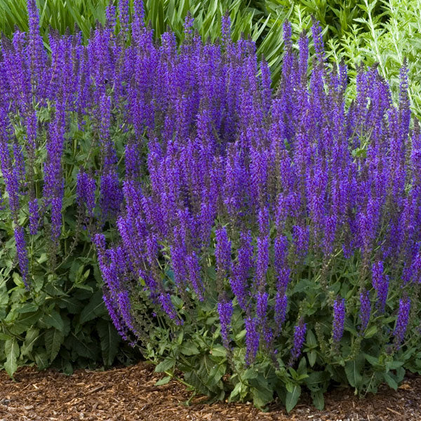 Salvia nemorosa 'May Night' - 2 Gallon Pot