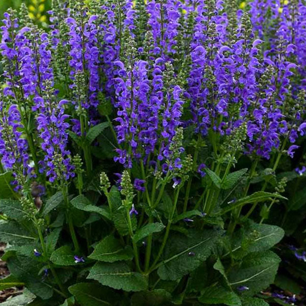 Salvia nemorosa 'Marcus' - 2 Gallon Pot