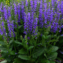 Load image into Gallery viewer, Salvia nemorosa &#39;Marcus&#39; - 2 Gallon Pot
